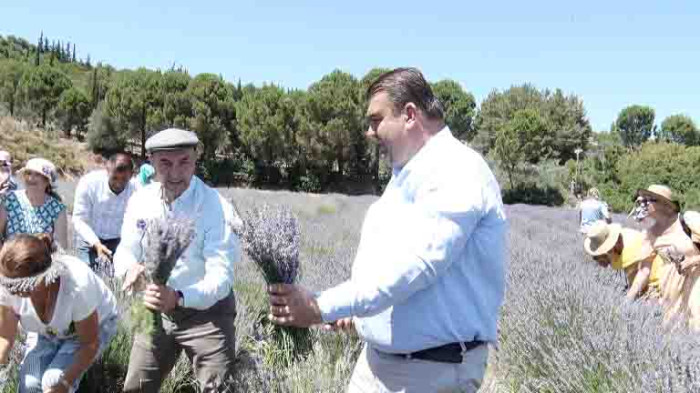 Lavanta filiz aldı mis kokulu festivale dönüştü