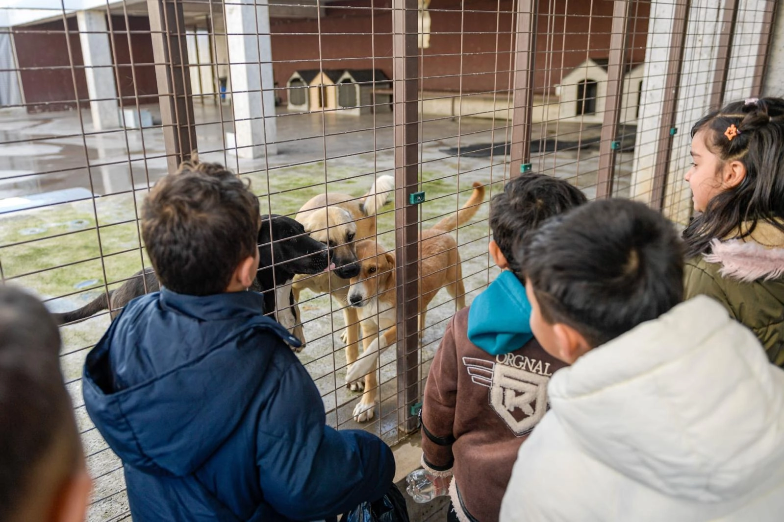 İzmir B&uuml;y&uuml;kşehir&rsquo;den sokak hayvanlarına kapsamlı destek