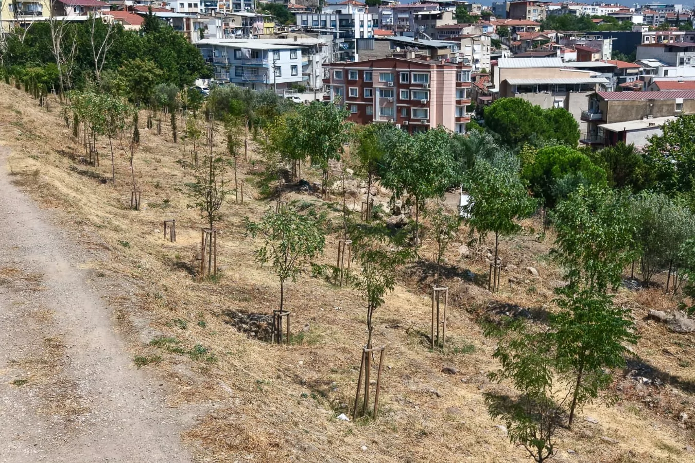 İzmir'in kıra&ccedil; topraklarında yeşil d&ouml;n&uuml;ş&uuml;m