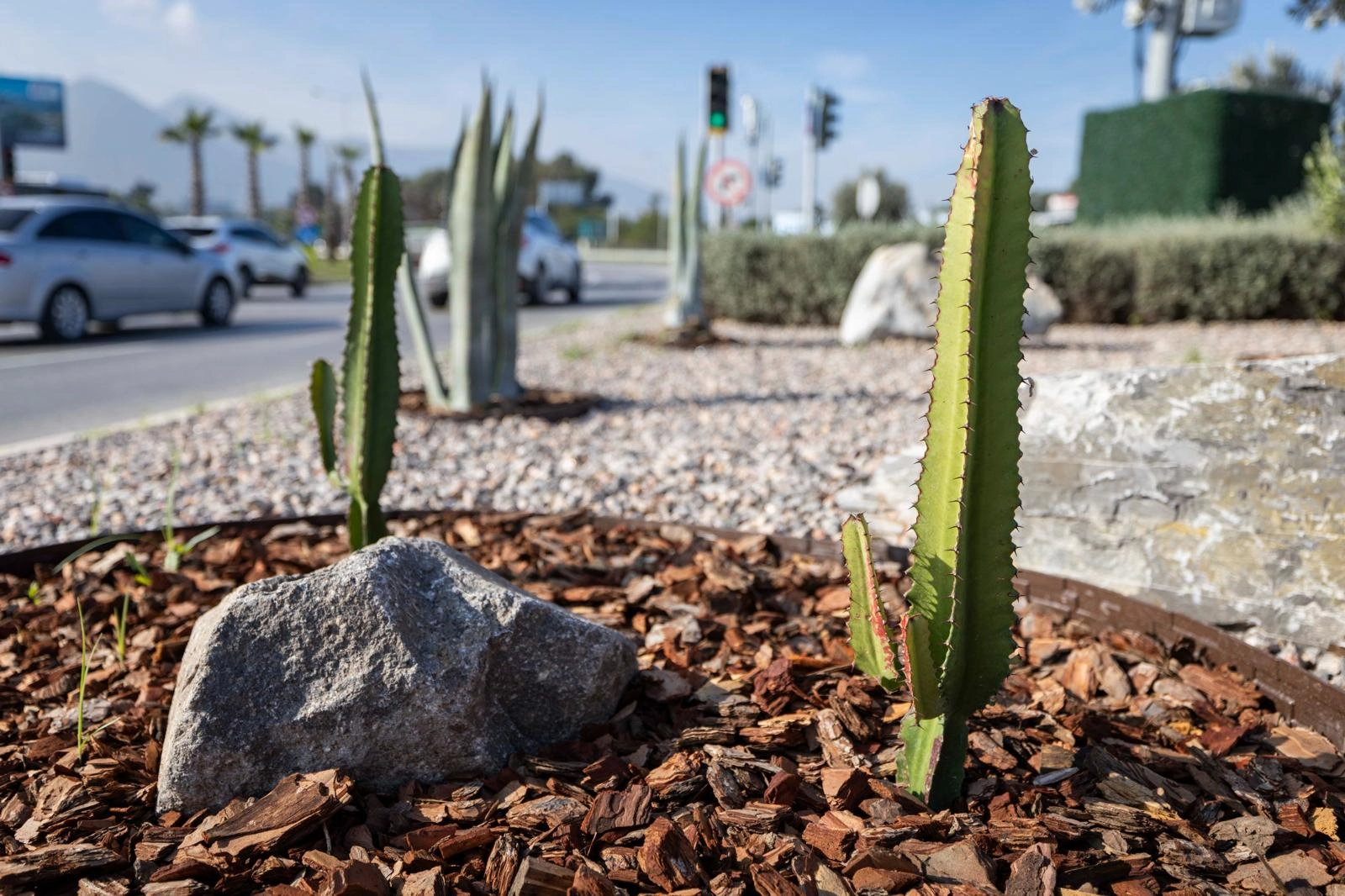 İzmir&rsquo;in &ccedil;ehresi su tasarruflu bitkilerle g&uuml;zelleşiyor