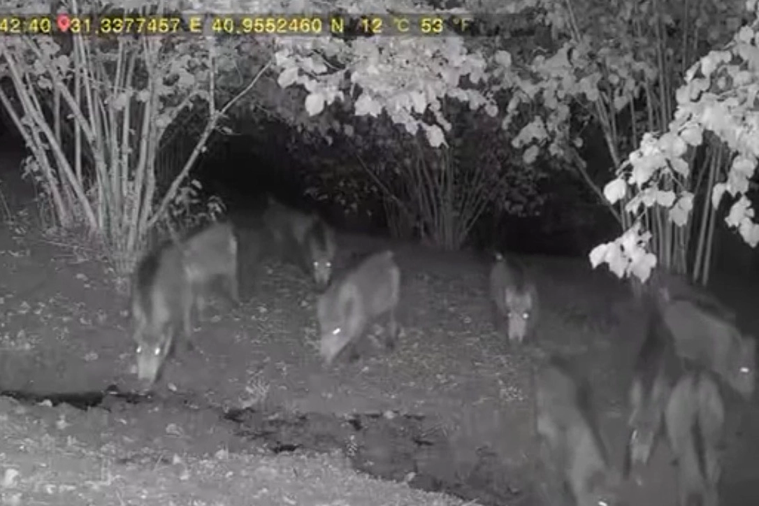 Yığılca&rsquo;da fındık sonrası k&ouml;yler boşaldı, yaban hayvanları ortaya &ccedil;ıktı