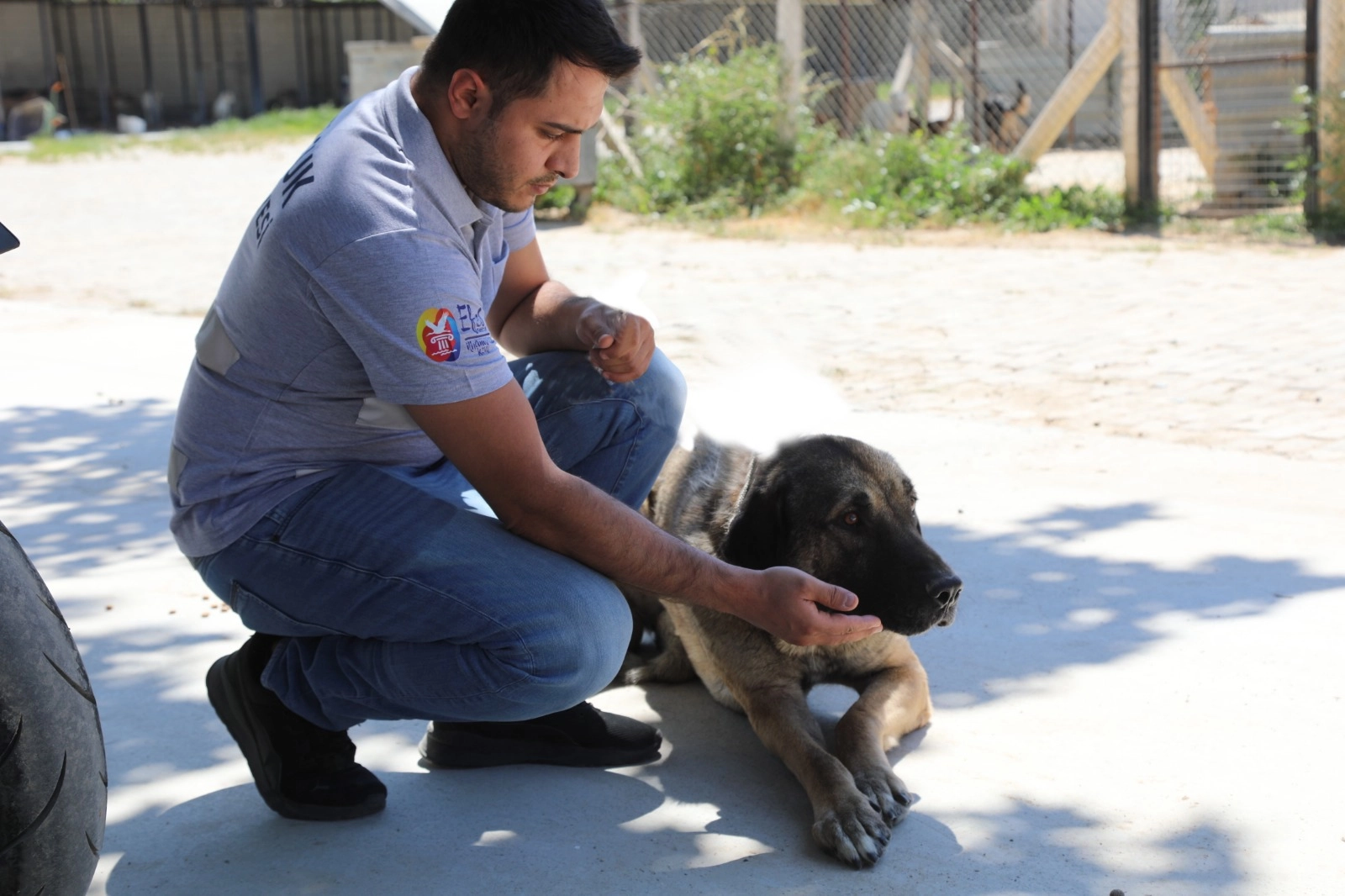 Efes Selçuk’ta bir köpeğin hayatını değiştirmek elinizde