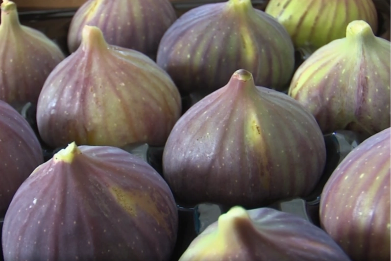 Balıkesir&rsquo;de incir fidanı desteği başlıyor