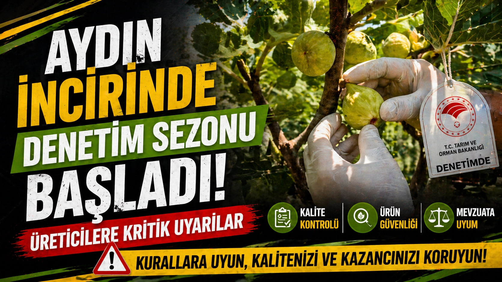 Aydın incirinde kontroller başladı
