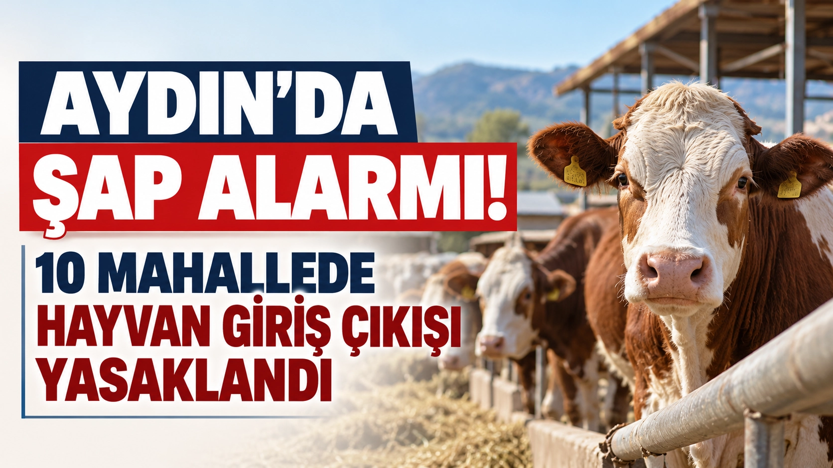 Aydın&rsquo;da hayvancılığı ilgilendiren karar! 10 mahallede yasak