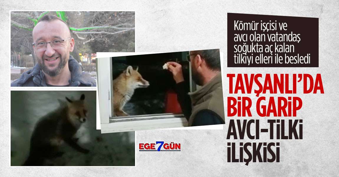 Bir garip avcı-tilki ilişkisi…