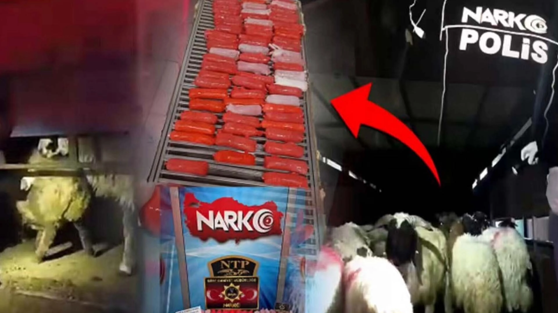 Bunu da yaptılar! K&uuml;&ccedil;&uuml;kbaş hayvanların karın boşluklarına zulaladılar!