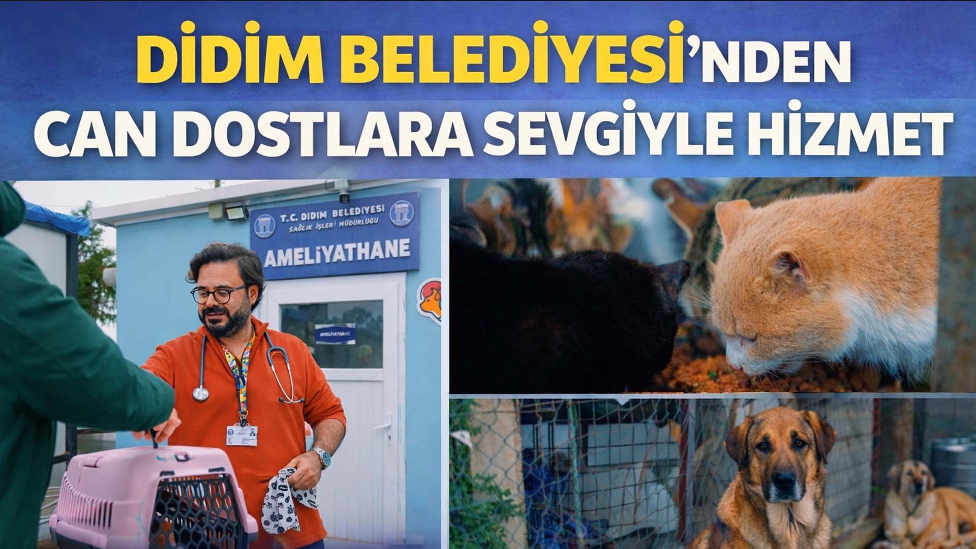 Can Dostlar İ&ccedil;in D&uuml;zenli Kısırlaştırma ve Tedavi Seferberliği