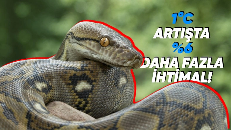 Duvar dibi, bodrum, çimenlik… Yılanlar yerleşim yerlerine yöneliyor