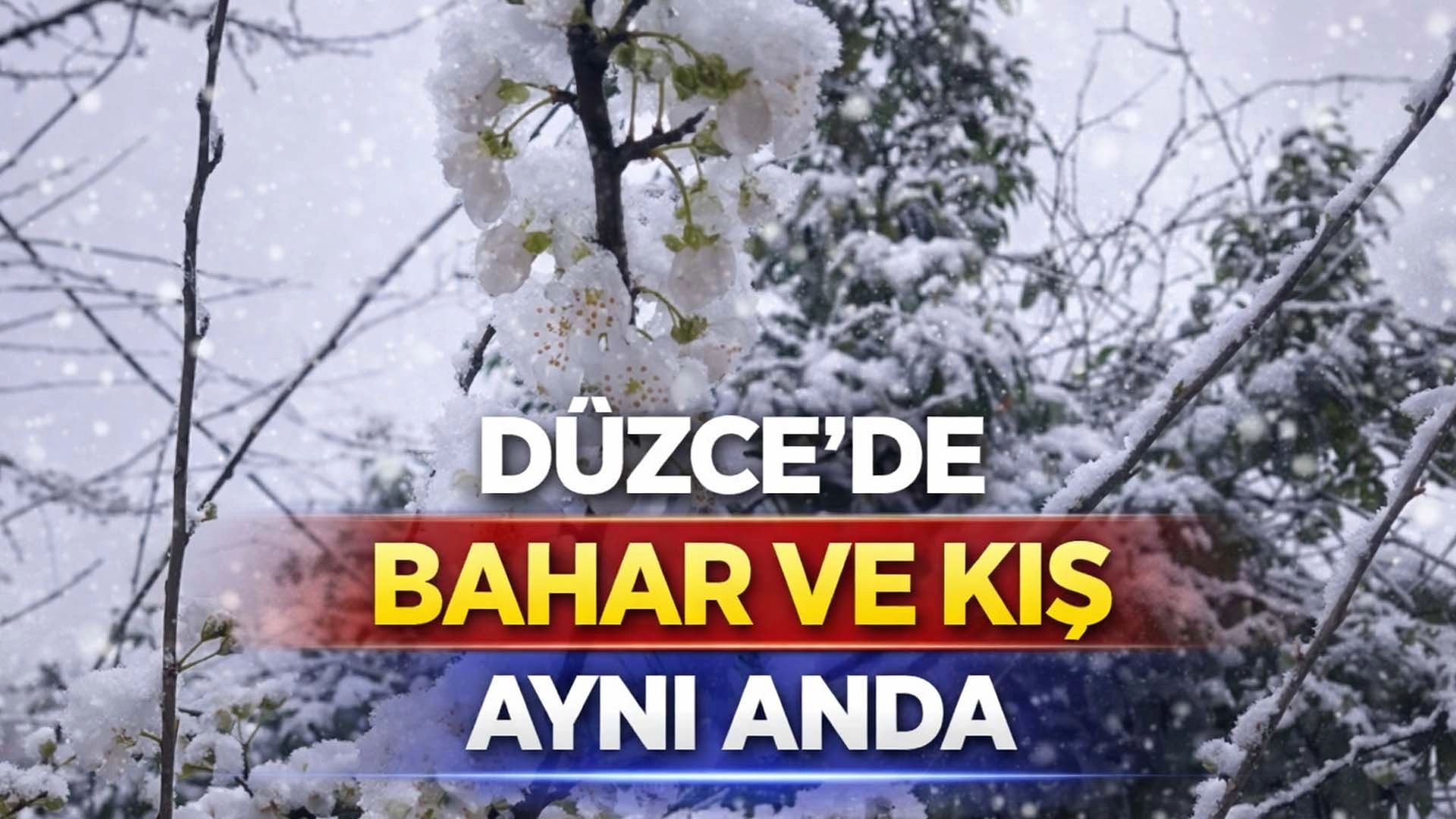 D&uuml;zce Kaynaşlı&rsquo;da erken &ccedil;i&ccedil;ek a&ccedil;an erik ağacına beyaz &ouml;rt&uuml;!