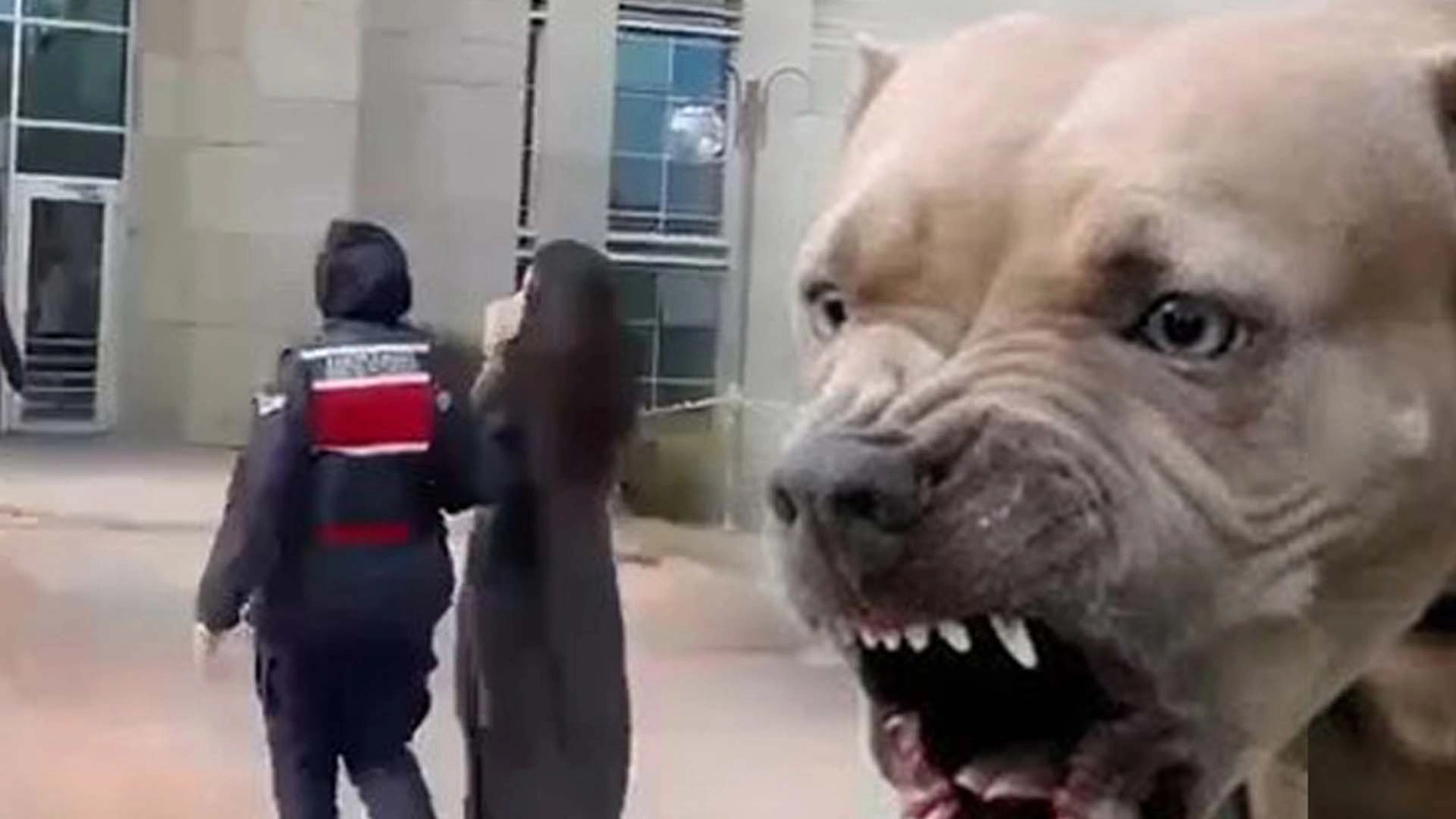 Etimesgut'ta pitbull dehşetinde yeni gelişme... Köpek sahibi tutuklandı!
