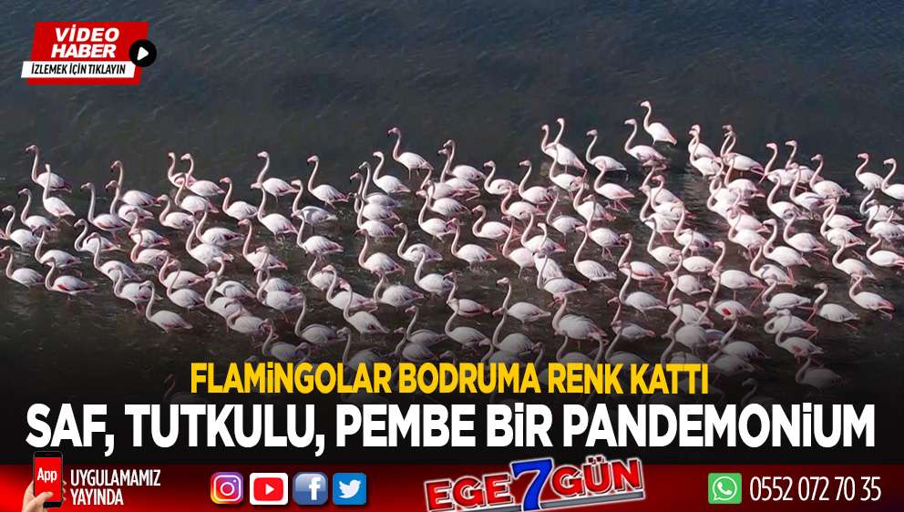 Flamingolar Bodrum’a renk kattı
