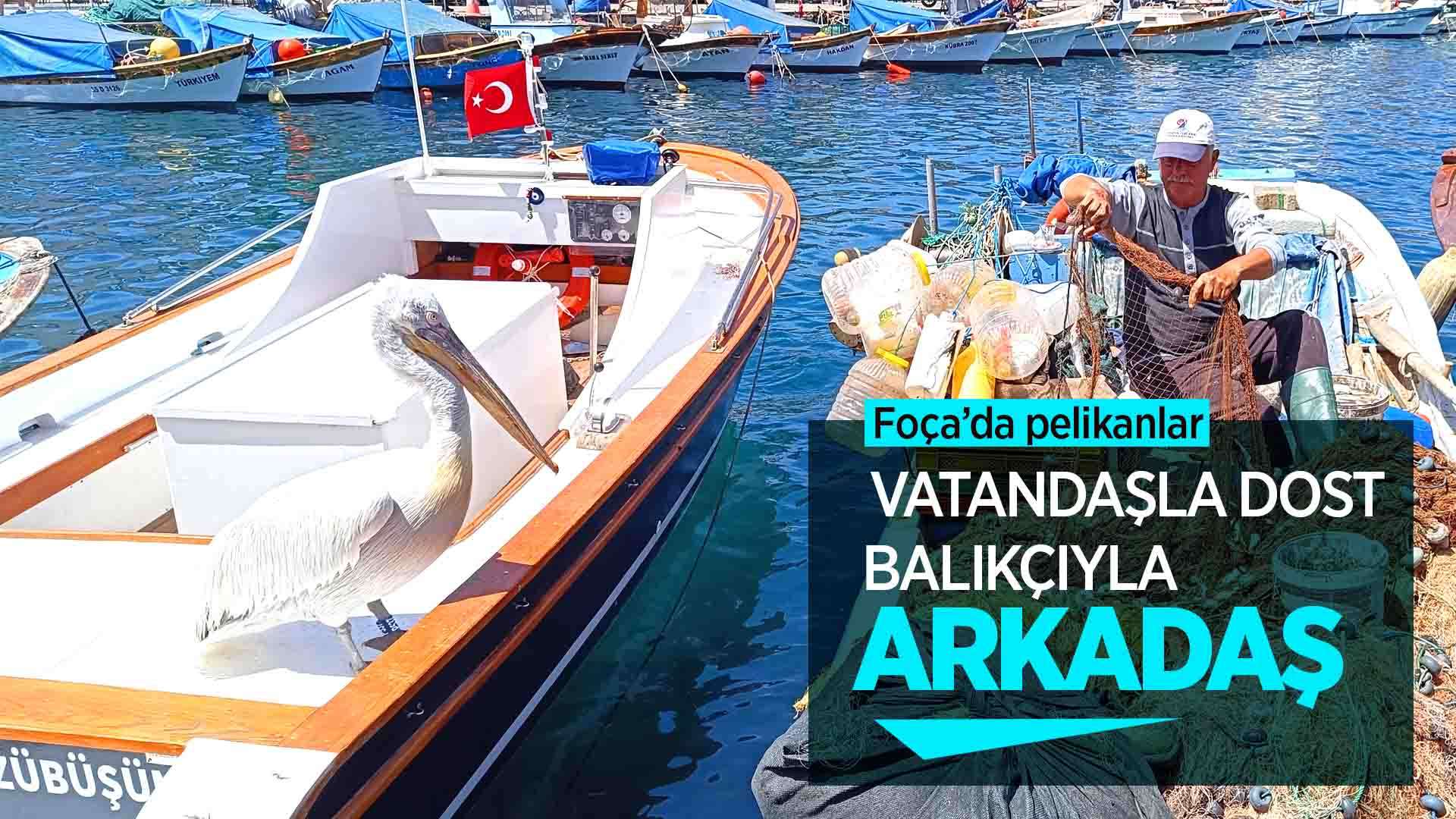 Foça'da pelikanlar vatandaşla dost, balıkçıyla arkadaş