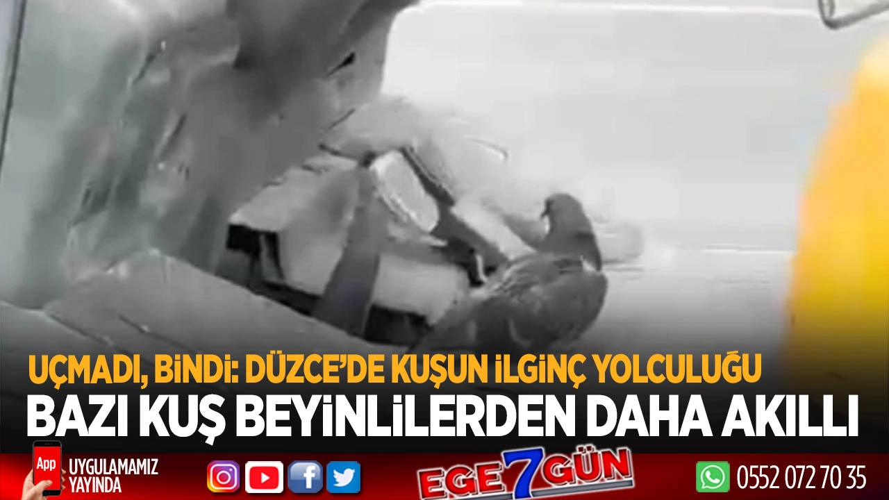 Forkliftte seyahat eden kuş görenleri güldürdü!