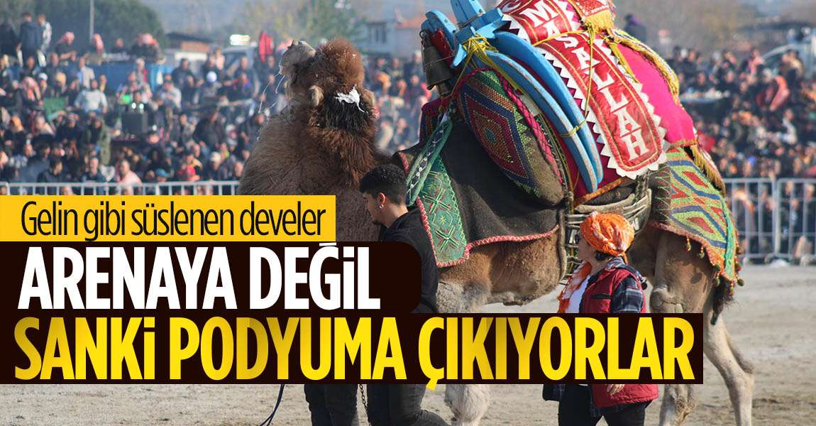 Gelin gibi süslenen milyonluk develer arenada boy gösteriyor
