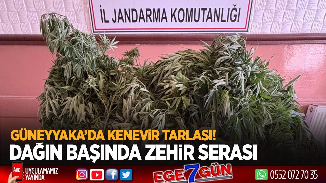 Güneyyaka’da kenevir tarlası! Dağın başında zehir serası