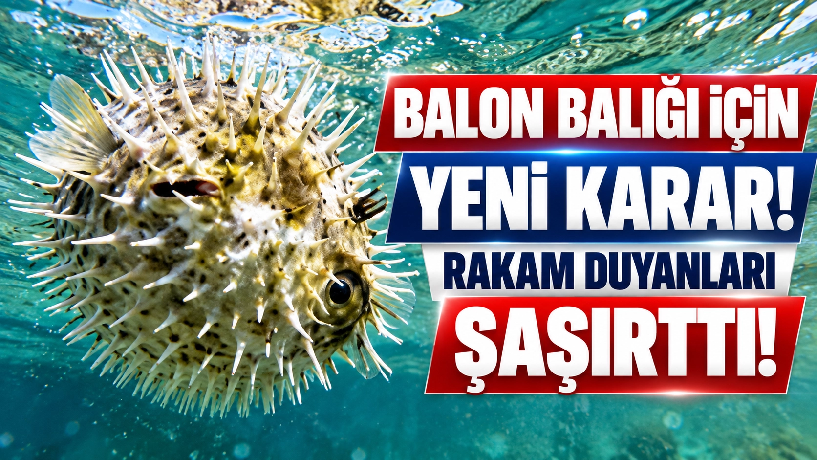 İstilacı t&uuml;rlerle m&uuml;cadelede b&uuml;y&uuml;k adım... Balon balığında kota 1 milyona &ccedil;ıkarıldı!