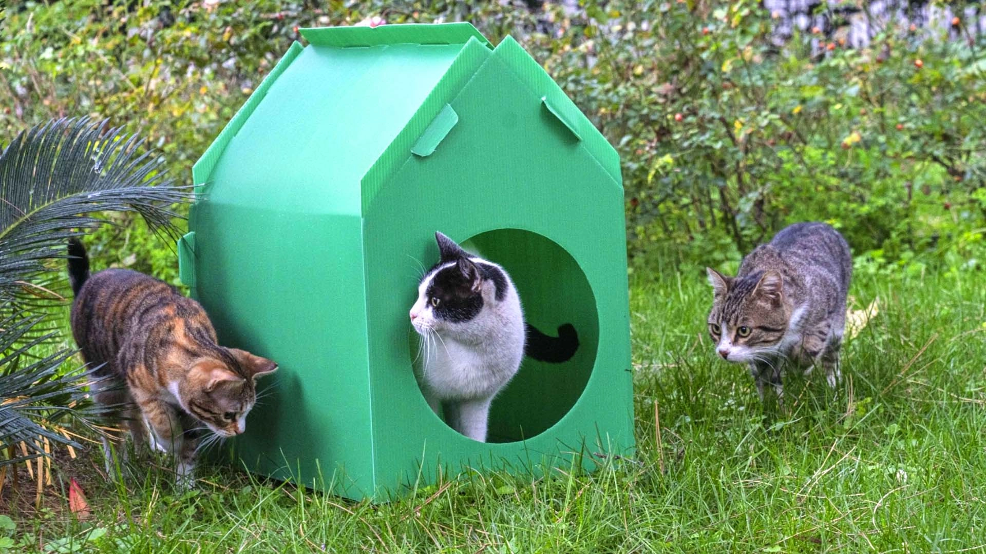 İzmir B&uuml;y&uuml;kşehir&rsquo;den sokak kedilerine sıcak yuva desteği