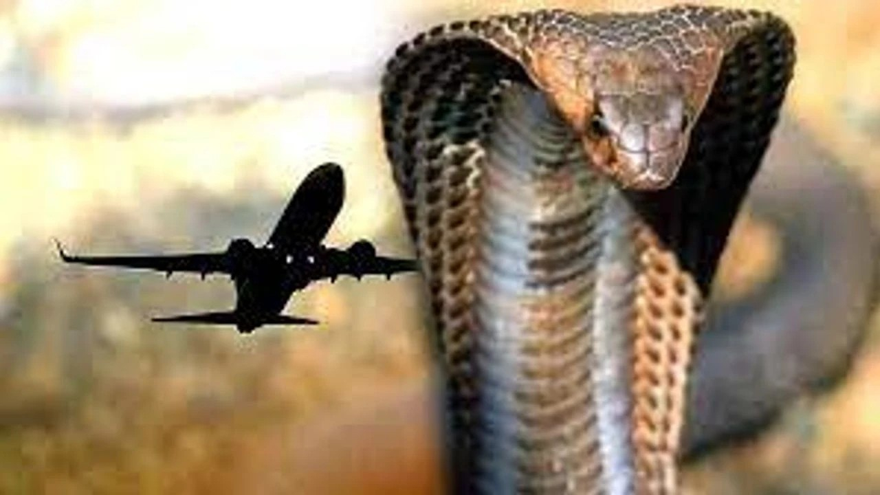 Kokpitte ortaya çıkan ölümcül sarı kobra yılanı acil iniş yaptırdı