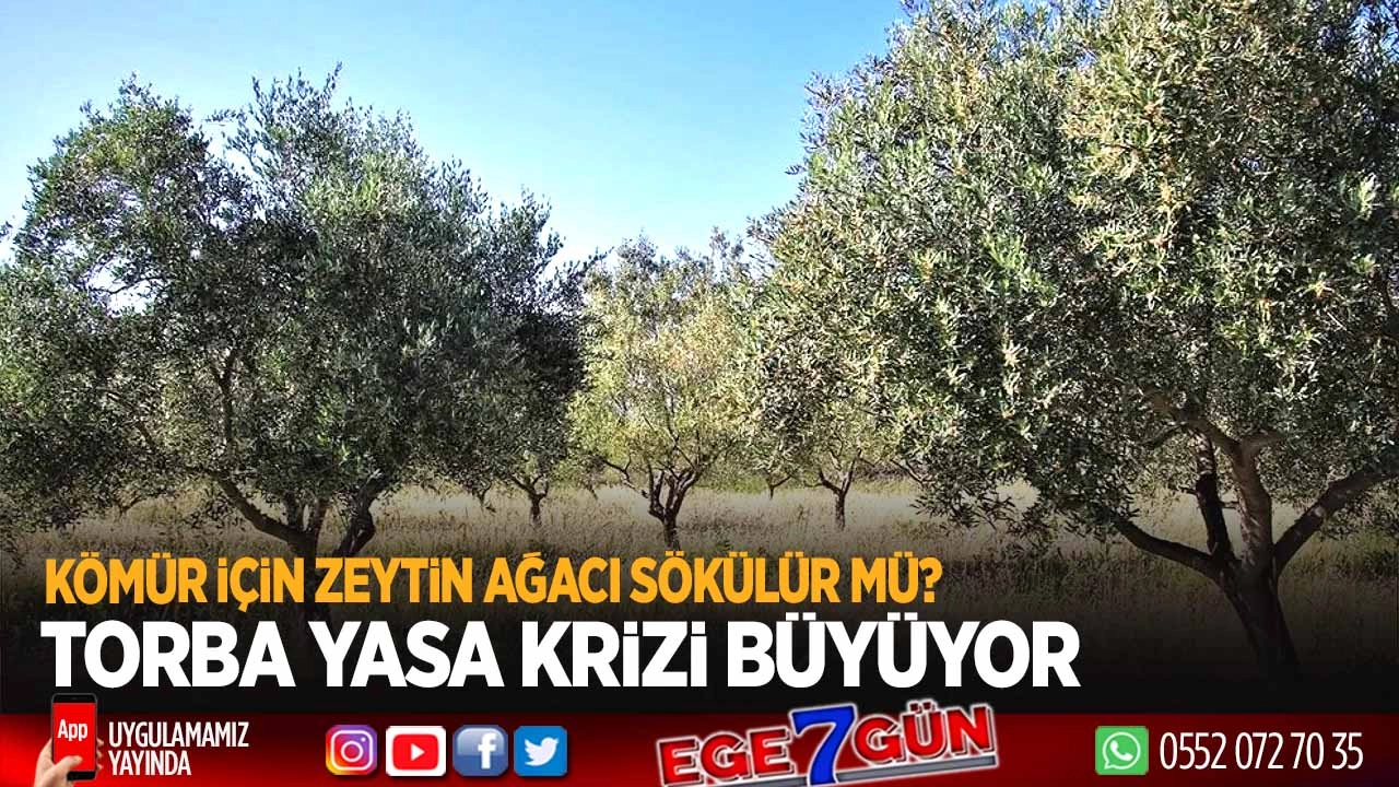 Kömür için zeytin ağacı sökülür mü? Torba yasa krizi büyüyor