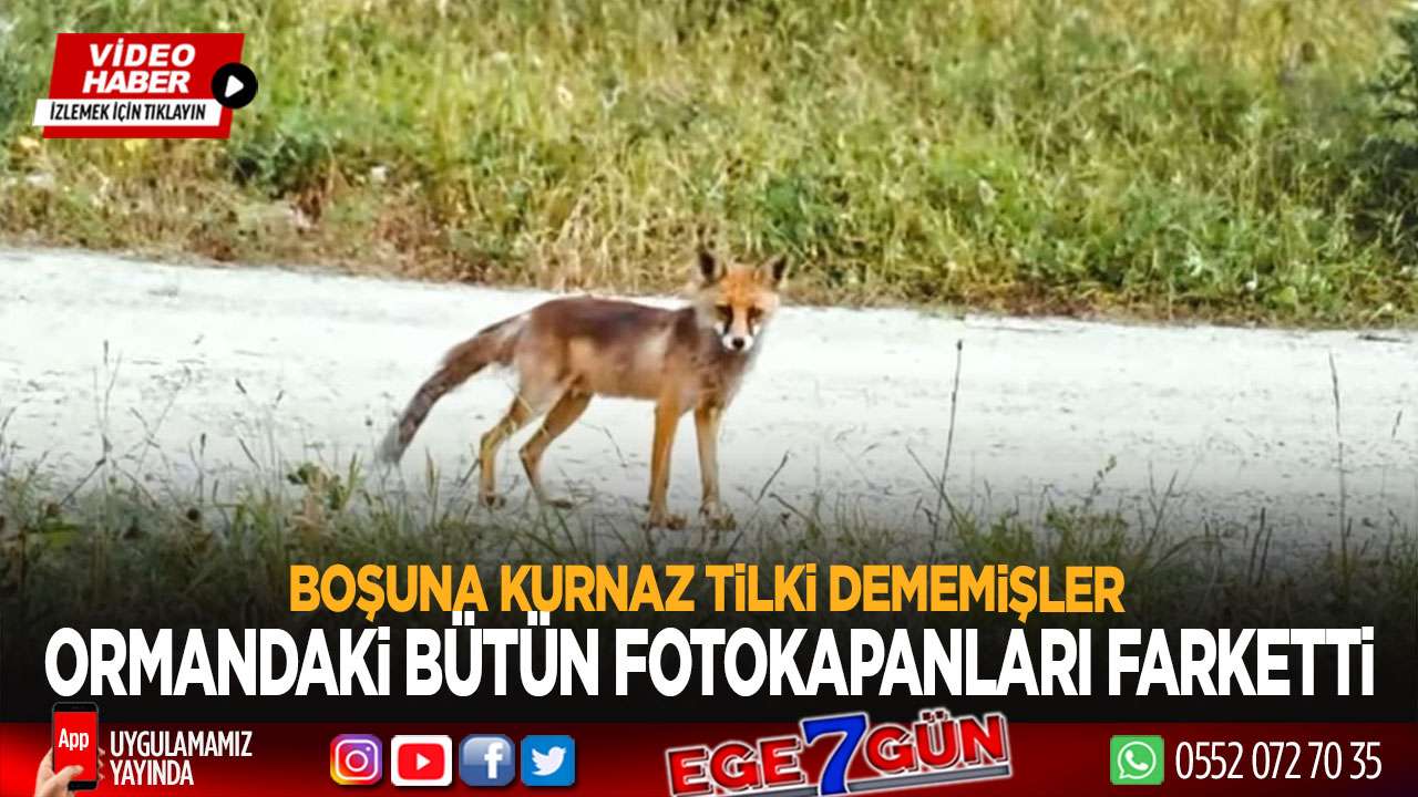Kurnaz tilki ormandaki tüm fotokapanları tespit etti