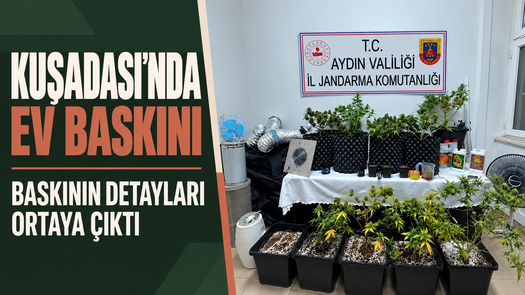 Kuşadası&rsquo;nda 41 k&ouml;k skunk ele ge&ccedil;irildi