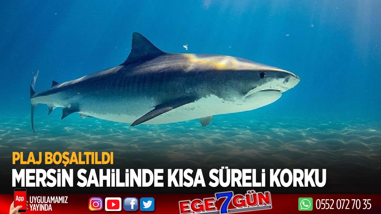Sahilde köpek balığı paniği: Plaj boşaltıldı