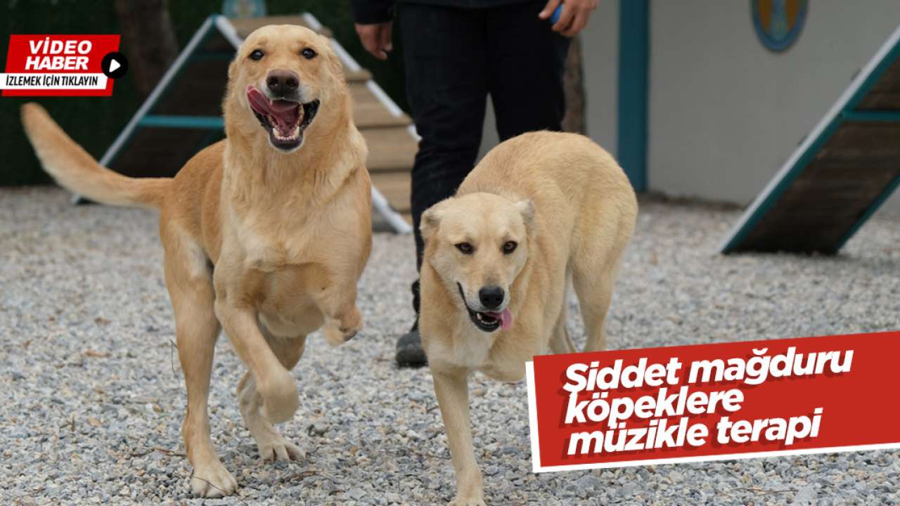 Şiddet mağduru köpeklere müzikle terapi