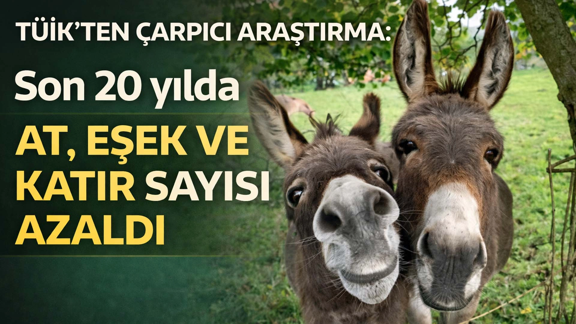 T&Uuml;İK a&ccedil;ıkladı: T&uuml;rkiye&rsquo;de at, eşek ve katır sayısı hızla azalıyor