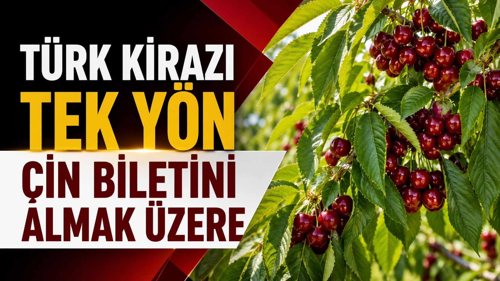 T&uuml;rk kirazı tek y&ouml;n &Ccedil;in biletini almak &uuml;zere