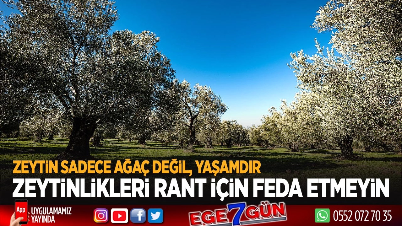 Zeytinlikler neden dokunulmazdır? Ortak açıklama yapıldı