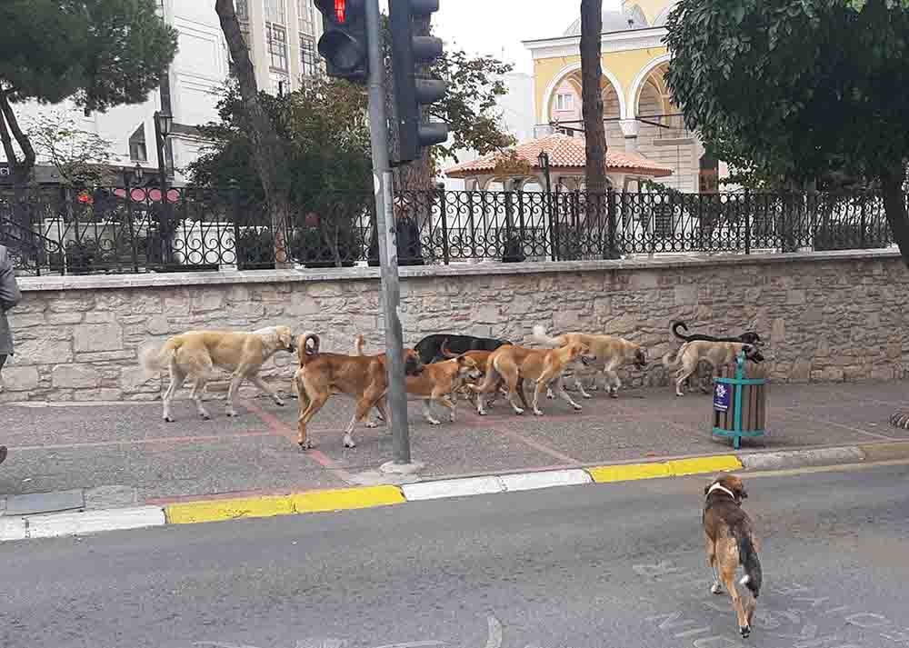 Aydın'ın merkezinde köpek sürüsü
