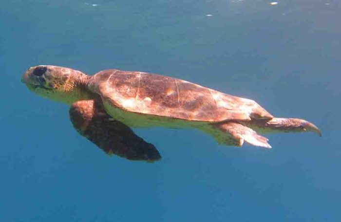 Datça'da oltaya Caretta Caretta takıldı