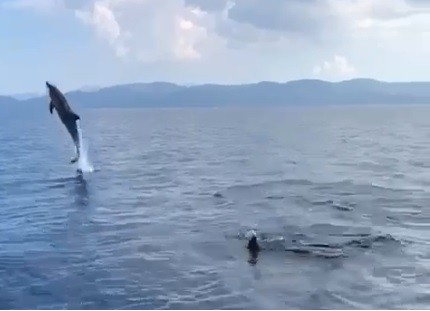 Muğla’da yunuslardan görsel şölen