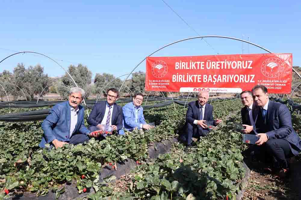 Muğla’da 'Çilek Projesi' büyümeye devam ediyor